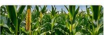 Rows of field crops