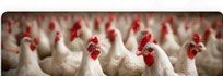 Poultry Farming Plan