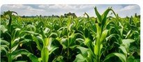 Crop Farming Plan