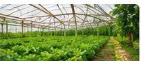 Greenhouse Plan